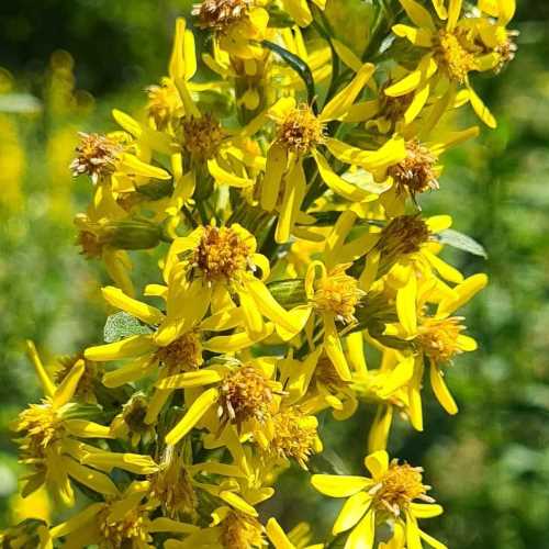 Solidago virgaurea fleur Solidago