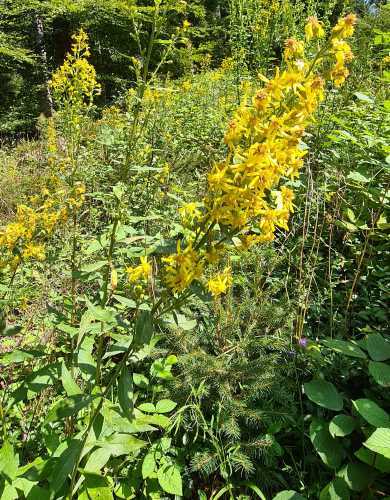 Solidago virgaurea flores Solidago virgaurea